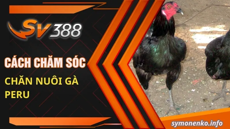 Cách chăm sóc chăn nuôi gà Peru 