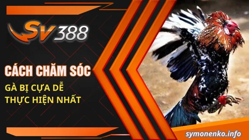 Cách chăm sóc gà bị cựa dễ thực hiện nhất