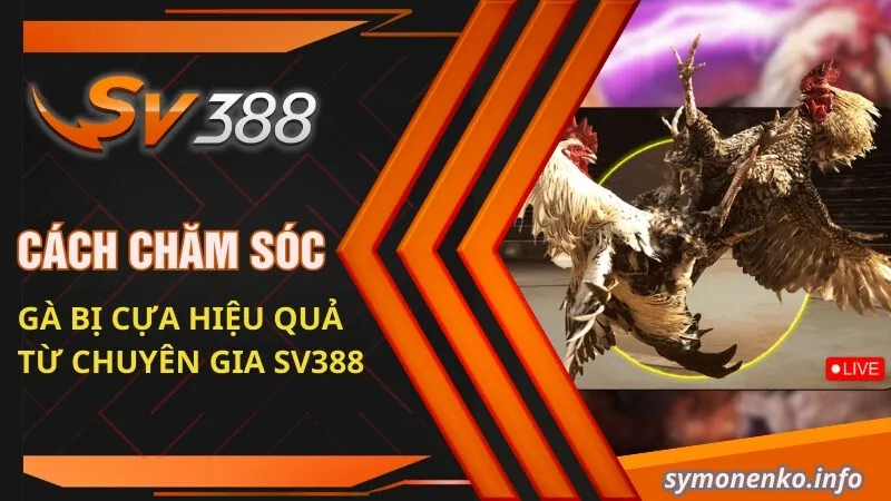 Cách Chăm Sóc Gà Bị Cựa Hiệu Quả Từ Chuyên Gia SV388 7 cách chăm sóc cho gà bị cựa