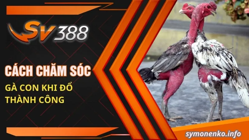 Cách chăm sóc gà con khi đổ thành công