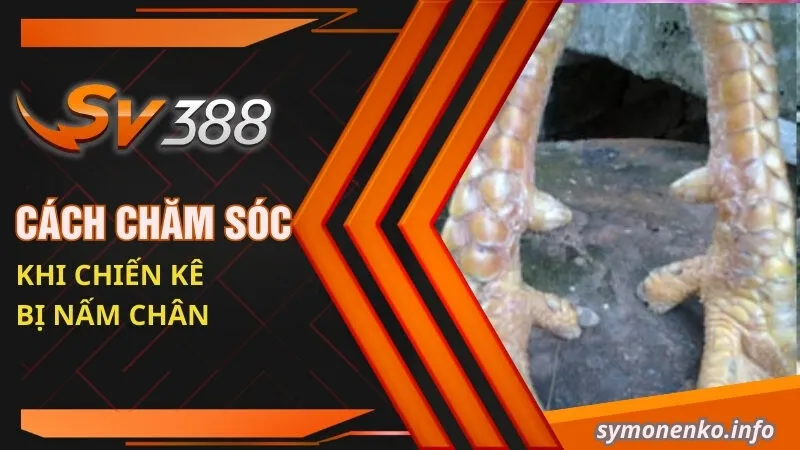 Cách chăm sóc khi chiến kê bị nấm chân
