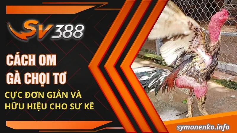 Cách Om Gà Chọi Tơ Cực Đơn Giản Và Hữu Hiệu Cho Sư Kê 8 cách om gà chọi tơ
