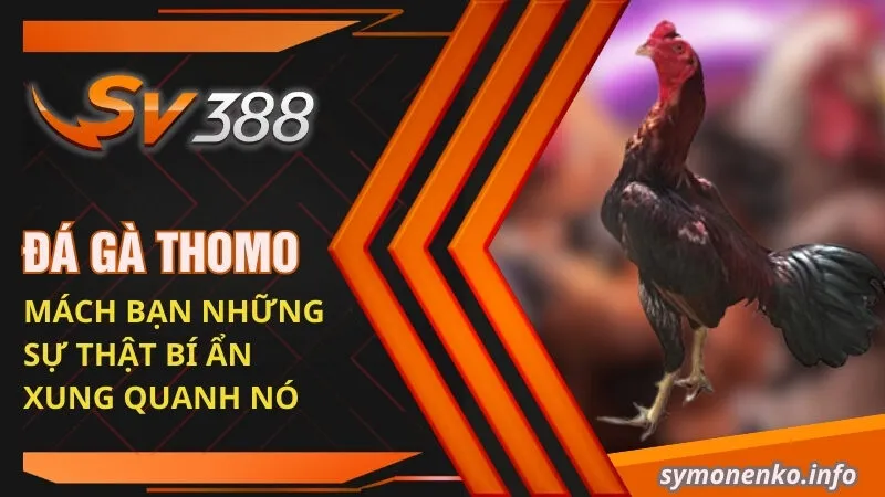 Đá Gà Thomo| Mách Bạn Những Sự Thật Bí Ẩn Xung Quanh Nó 14 đá gà Thomo