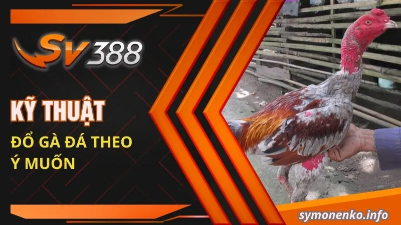 Kỹ thuật đổ gà đá theo ý muốn