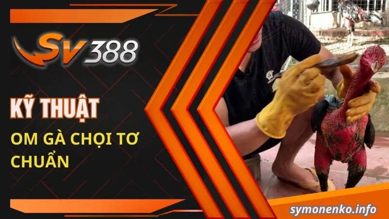 Kỹ thuật om gà chọi tơ chuẩn