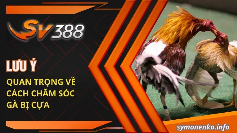 Lưu ý quan trọng về cách chăm sóc gà bị cựa