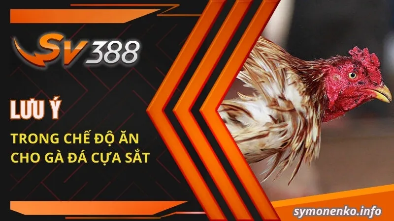 Lưu ý trong chế độ ăn cho gà đá cựa sắt