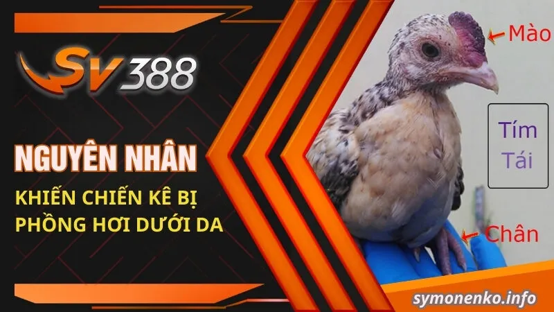 Nguyên nhân khiến chiến kê bị phồng hơi dưới da