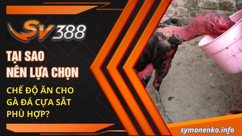Tại sao nên lựa chọn chế độ ăn cho gà đá cựa sắt phù hợp?