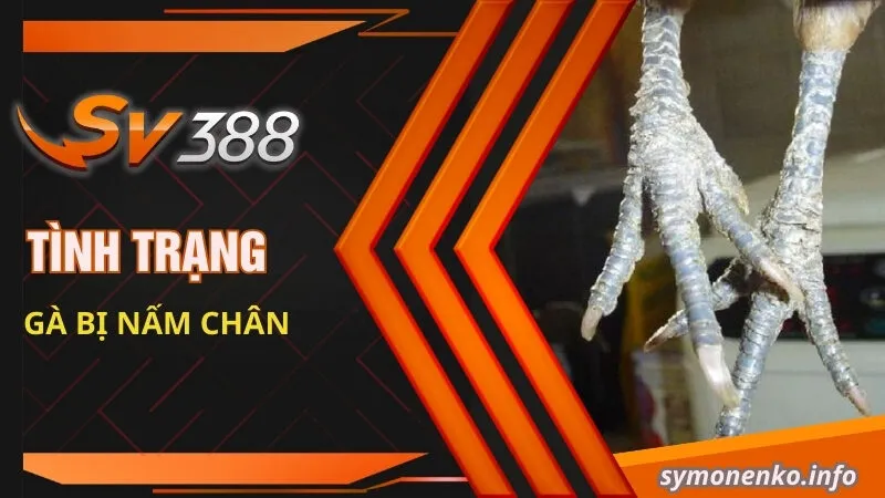 Tình trạng gà bị nấm chân
