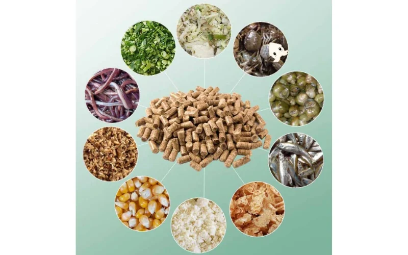 Các Loại Thức Ăn Quan Trọng Giúp Gà Chọi Khỏe Mạnh