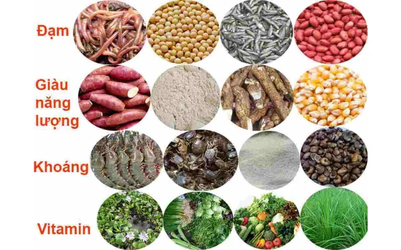 Chế Độ Dinh Dưỡng Giúp Gà Chọi Phát Triển Toàn Diện