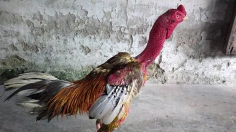 Top 10 Giống Gà Chọi Mạnh Nhất Hiện Nay – Sát Thủ Đấu Trường 3 Gà Chọi Bình Định – Huyền Thoại Làng Đá Gà