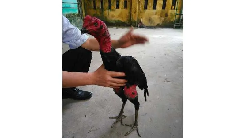 Gà Nòi Bình Định – Chiến Kê Bất Bại