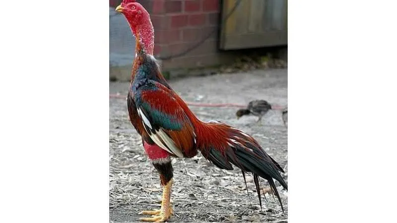 Gà Nòi Miền Bắc – Khôn Ngoan Và Bền Bỉ