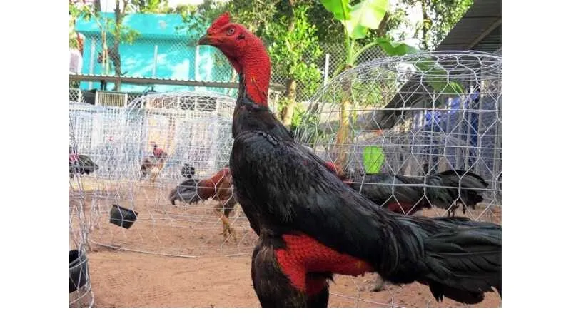 Gà Nòi Miền Tây – Nhanh Nhẹn Và Lanh Lợi