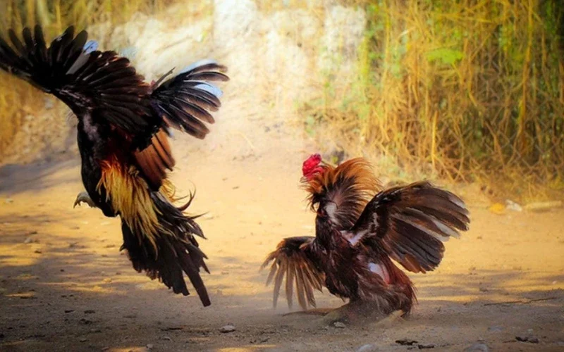 Lịch trình vần gà chiến từ A-Z giúp gà đá khỏe, bo lớn