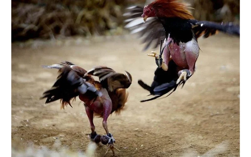 Những Sai Lầm Thường Gặp Khi Cho Gà Chọi Ăn