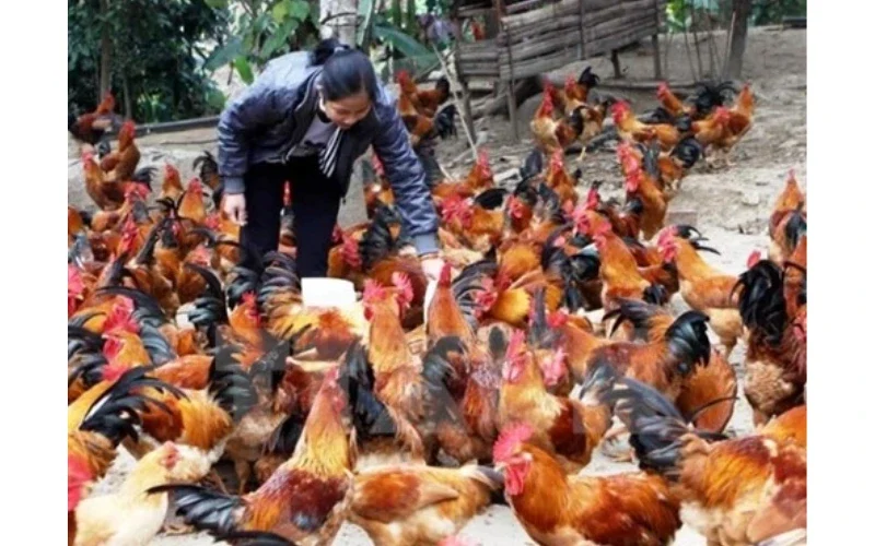 Chế Độ Dinh Dưỡng Đóng Vai Trò Quan Trọng Đối Với Gà Chọi