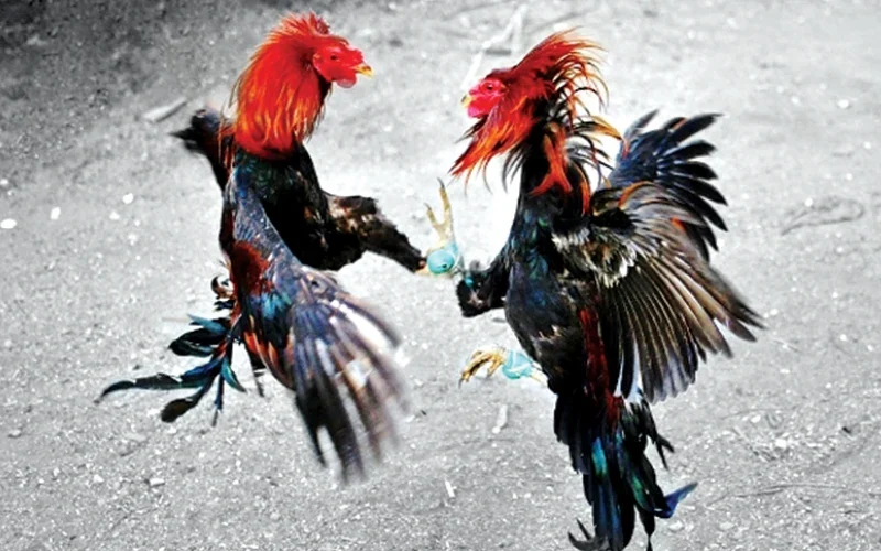 Lịch trình vần gà chiến từ A-Z giúp gà đá khỏe, bo lớn 2 Vần gà chiến là gì