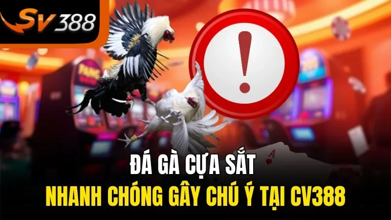 Đá gà cựa sắt nhanh chóng gây chú ý tại SV388