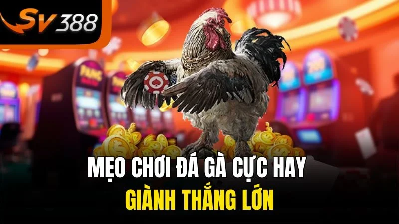 Mẹo chơi đá gà cực hay giành thắng lớn